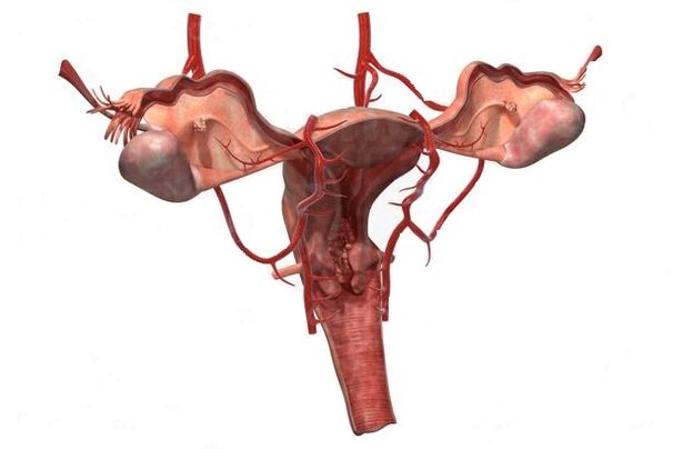 Razóns para o desenvolvemento de varices da pelve pequena