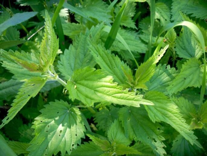 A ortiga é un remedio eficaz para tratar as varices nas fases iniciais